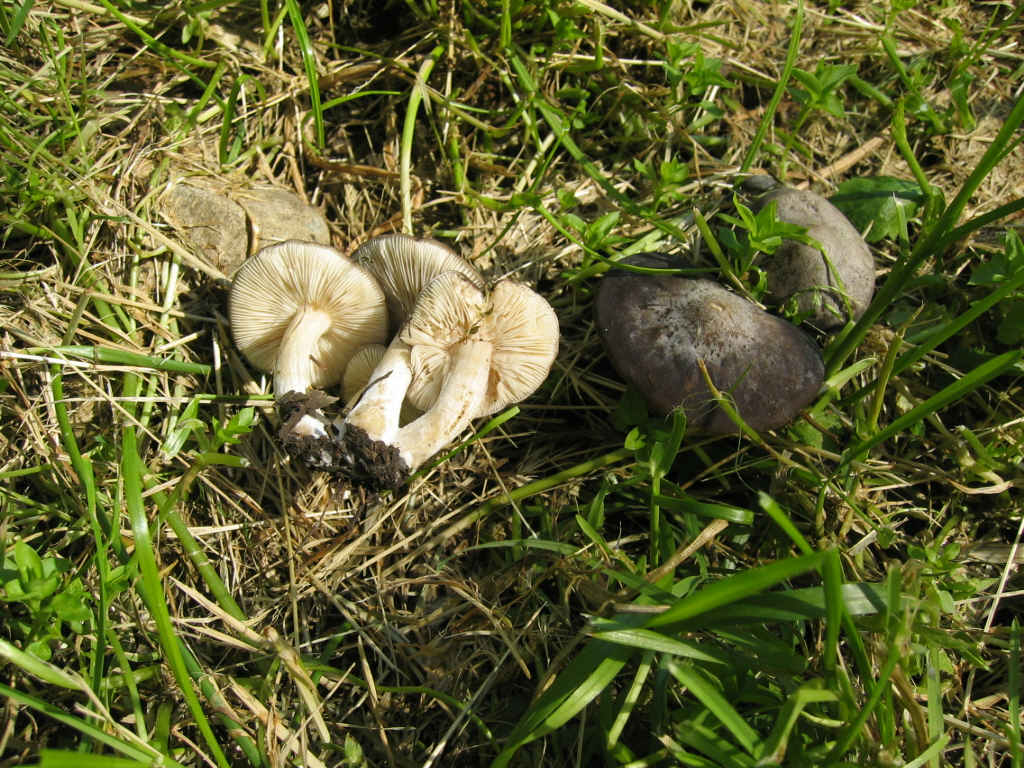 Melanoleuca humilis